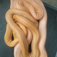 retic golden child albino