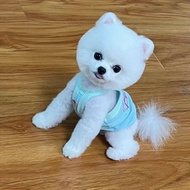 Pomeranian Puppy Mini Comel Haiwan Peliharaan Meriah Kecil Putih Dalam Stok Anjing Haiwan Peliharaan