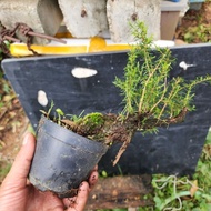 bonsai stock cucur atap siang song