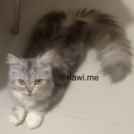 Anak Kucing Kitten British Shorthair BSH mix Persia Bigbone