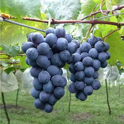 36L Factory Sale Small Home Use Grape Press Grape Wine Juice Machine Manual Strawberry Blueberries j