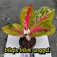 Bibit bunga aglonema andini bilqis bibit unggul