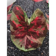 Keladi On Fire / Caladium On Fire (Super Rare)