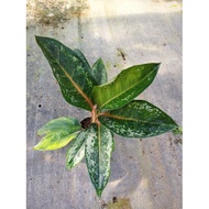 Aglaonema Gajah Mada ( Live Sale )