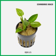 [AQL] Echinodorus Iguazu (Iguzu) [Aquatic Plant]