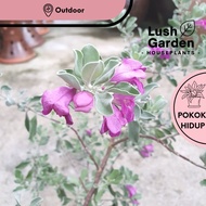 Texas Sage  / Pokok Bunga Sonata 红花玉芙蓉 Outdoor Live Plant Pokok Hiasan [Lush Garden]