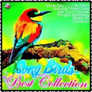 MP3 BIRD SOUND CD CASSETTE - BIRD SOUND - MURAI BIRD SOUND - MP3 BIRD SOUND - ORIGINAL SWALLOW SOUND