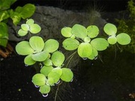 蝦兵蟹將【水草造景】迷你水芙蓉 【一株】漂浮品種 水生植物