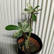 斑葉沙漠玫瑰盆栽