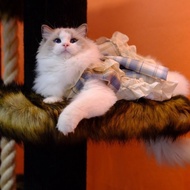 [High-Quality Boutique] Pet Dog Clothes Lolita Princess Dress Cat Bichon Dress Bichon Teddy Dress