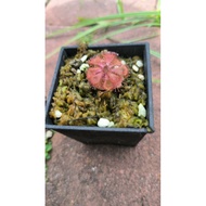 Drosera burmannii 'humpty doo'