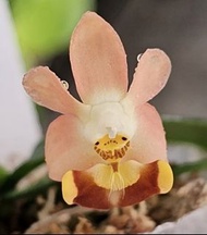 Phal . lobbii 'Pink' 實生苗
（有意 PM 問價）