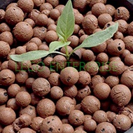 Hydroton Clay Pebbles for Hydroponics Medium Size