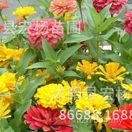 Potted Plant/Courtyard Fresh Red Balcony Grass Green Flower Sea Seed Hundred Days Hundred Days Hundr