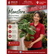 [OFFER] Monstera Deliciosa Plant 龟背竹 | Monstera Thai Constellation | Pokok Hiasan Hidup | Monstera D