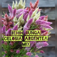 BIJI/BENIH BUNGA CELOSIA CORAL MIX CELOSIA CRESTED MIX CELOSIA ARGENTEA MIX