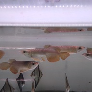 BIG SALE ikan arwana golden red 15-16cm