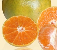 benih/bibit/biji buah jeruk siam Pontianak