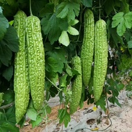 15 Seeds - Long Green Variety / Bitter Gourd  Ampalaya Seeds  Momordica charantia