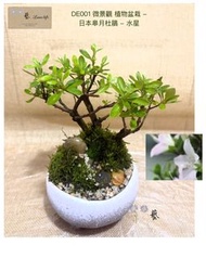 🍃DE001 微景觀 盆栽 - 日本皋月杜鵑 - 水星 （連盆）