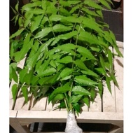 Daun Neem ( daun  mambu) 1ikat 6 tangkai rm11. 99