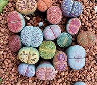 50 เมล็ดพันธุ์ เมล็ด ซักคิวเลนต์ หรือ ไม้อวบน้ำ กระบองเพชร ไลทอปส์ (Lithops) Succulent Seed อัตราการงอก 80-85%