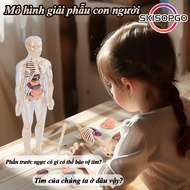 Detachable Human Body Anatomy Assembly Model Human Body Model Educational Toy Anatomy Model