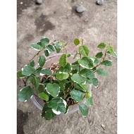 variagated ficus pumila