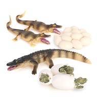Crocodile Growth Cycle, Animal Growth Cycle Biological Model Toy Growth Stage Lifelike Crocodile Lif