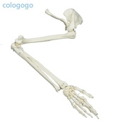 COLO Medicals Anatomical Model Arm Skeleton Model Life Size Human Arm Joint Model Human Skeleton Arm