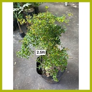 ■ ╮ ➼ BONSAI GARDEN DECORATIONS BUCSHIDA BUCIDA