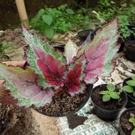 begonia rex