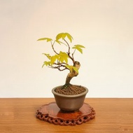 小品盆栽・日本宮樣楓・ミヤサマカエデ