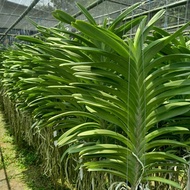 Anggrek Vanda Jumbo Besar