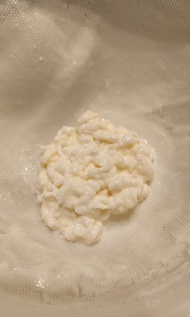 奶克菲爾 奶開菲爾 milk kefir 20g