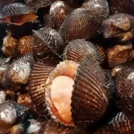 Kerang Bulu Berkualitas - Seafood Segar - 1 Kilogram