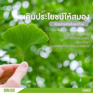 Y-Gink Ginkgo Biloba วาย-กิง กิงโก บิโลบา ใบแป๊ะก๊วยสกัดชนิดเม็ด 30 เม็ด/กล่อง