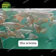 ikan arwana golden red hb arwana golden highback