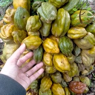 Berjaya Plant Nursery - Pokok Nam Nam/Katak Puru(Pokok Buah Hidup/Buah-buahan/Real Live Fruit Tree)