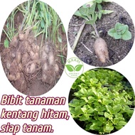 Bibit kentang hitam (paket 50 pcs bibit),siap semai/siap tanam.