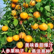 Ginseng Fruit Seeds Years Old Fruit Seeds Four Seasons Sowing Life Fruit Tree Seeds Courtyard Potted