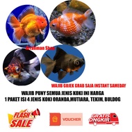 1 paket IKAN KOKI - IKAN HIASA AQUASCAPE AQUARIUM ikan mas koki oranda , koki mutiara, koki buldog, 