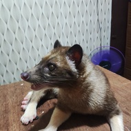 Musang Pandan Bali Low Mozaik