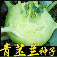 天津青苤蘭種子 種籽萊芥蘭頭芥藍綠苤藍四季播高產蔬萊菜籽蔬菜種籽子