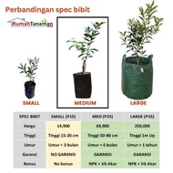 Promo / Diskon Bibit Tanaman Buah Jeruk Red Pamelo Asli Bergaransi Non Cod