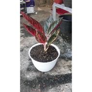 Aglaonema Red Sumatra / Pride of Sumatera/ POS REAL PIC