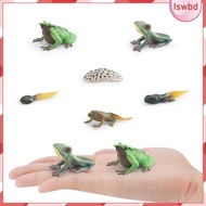 [lswbd] Frog Growth Cycle Cake Toppers Birthday Gifts Animal Growth Cycle Figures