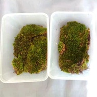 Moss Terrarium (live)