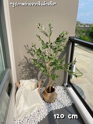 ต้นมะกอกโอลีฟ olive tree ต้นมะกอกประดิษฐ์ ต้นมะกอกปลอม