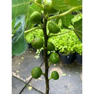 Ficus Carica/ Fig Fruit/Outdoor Plants